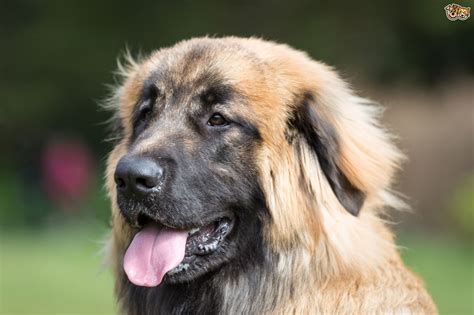 Leonberger Dog Breed Facts Highlights And Buying Advice Pets4homes
