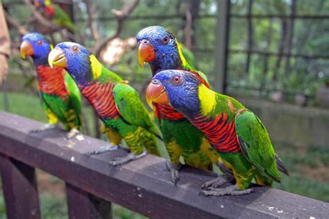 Many mathematicians would really enjoy this museum. Insights of Kuala Lumpur Bird Park - Asia Travel Blog