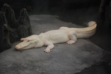 Albino Alligator Albino Animals Animals Albino