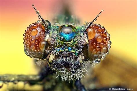 Amazing Macro Photographs Of Insects Covered In Dew