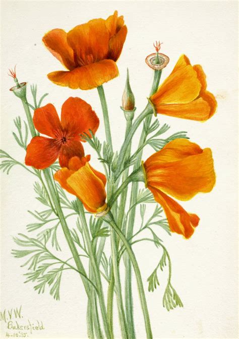 California Poppy Vintage Botanical Art By Mary Vaux Walcott Poppy