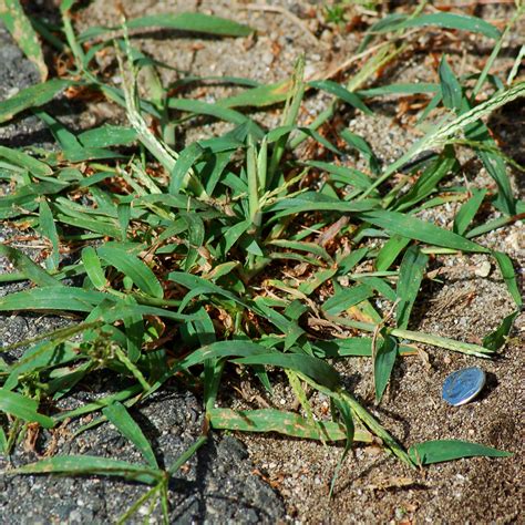 What Does Crabgrass Look Like