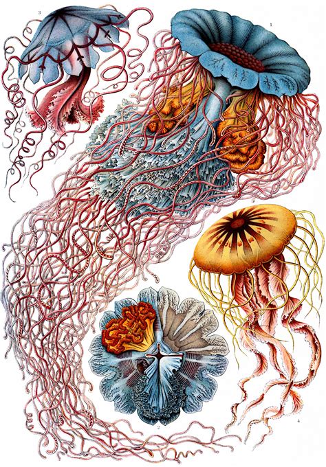 About Ernst Haeckel Emily Mengchunhui