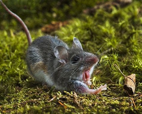 Rodents number more than 2000 species globally comprising a whopping 40+% of all mammal species on earth. Western All Pest | Rodents