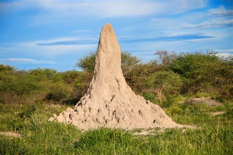 The Remarkable Mound Building Termites Of Southern Africa Payne Pest