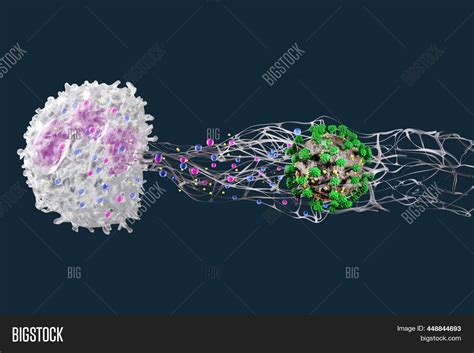 Leukocytes Blood Image And Photo Free Trial Bigstock