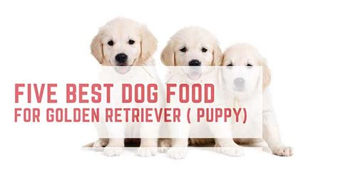 2 to 2 ½ cups a day. 10 Best Dog Food For Golden Retrievers ( Adult + Puppy)