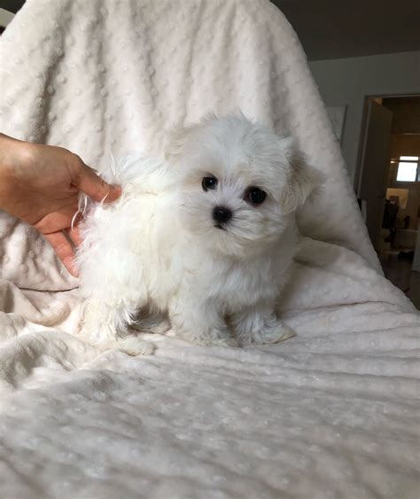 Teacup Maltese Puppy White For Sale Iheartteacups