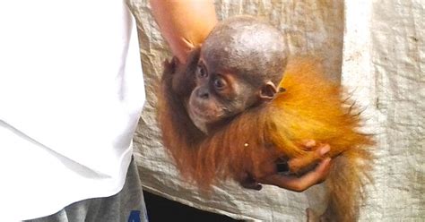 Maybe you would like to learn more about one of these? Baby Orangutan Loses Everything So Someone Could Make $8 ...