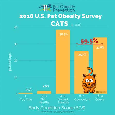 Overweight And Obesity In Cats Basepaws