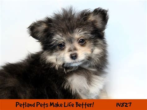 Pomapoo Dog Male Black Tan 2643958 Petland Pets And Puppies Chicago