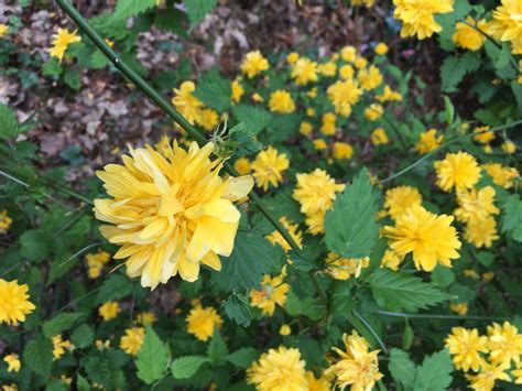 Can someone identify this yellow flower plant/shrub? — BBC Gardeners ...