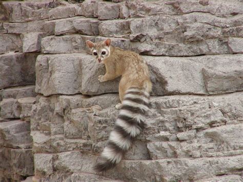 570 x 495 jpeg 56kb. Arizona's State Mammal, the ring-tailed cat | Desert ...
