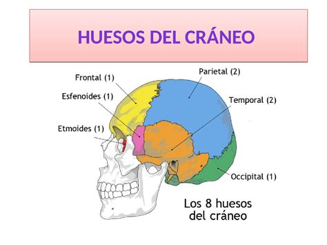 Huesos Del Craneo Para Una Mejor Comprension Diapositivas De Anatomía