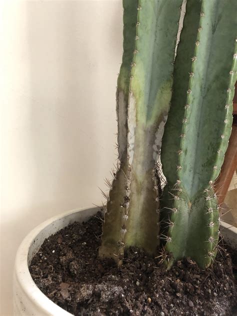 My Dying Cactus Help Any Idea On How To Fix This Apparent Root Rot