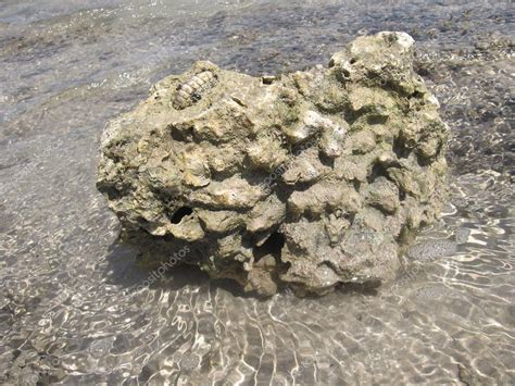 Fossilized Coral In The Sea The Ancient Coral Stone On The Sea Shore