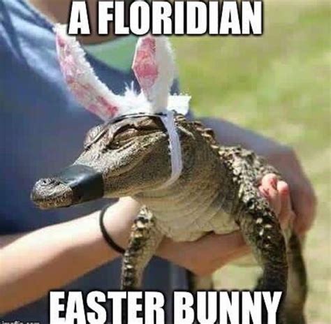 A Floridan Easter Bunnybaby Alligatormeme Memepile Animal Jokes