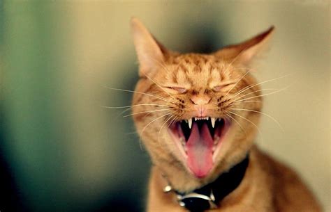 singing cat orange ginger face funny cat singing tongue pisica hd wallpaper peakpx