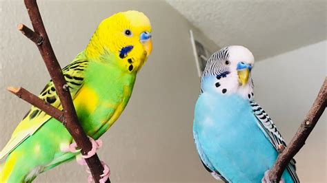 Parrot Budgie Sound For Lonely Birds Parakeets Chirping Playing