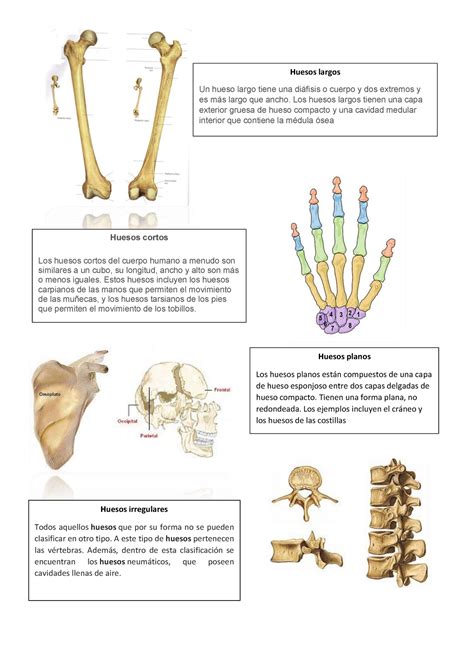 Top 168 Huesos Cortos Imagenes Smartindustrymx