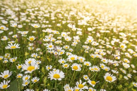 Beautiful Sunny Field Of Chamomile Flowers Stock Image Image Of