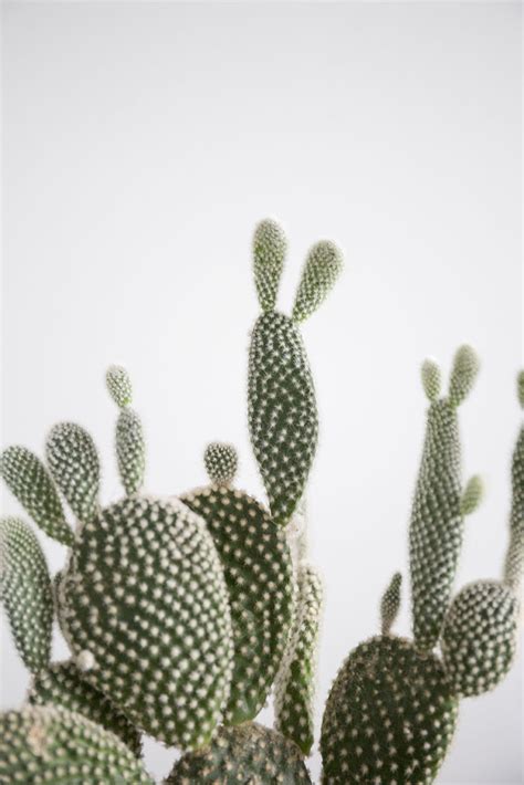 Pour déclencher la floraison, installer votre plante d'intérieur pendant deux mois dans une pièce quand et comment bouturer le schlumbergera. plantes-cactus-boutures - Vert Bobo