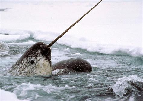 Narwhals Display Little Genetic Diversity Researchers Say Nunatsiaq News