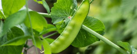 Sugar Snap Peas 101 How To Plant Grow And Harvest