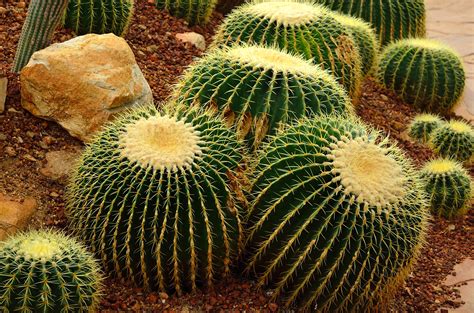 The golden barrel cactus (echinocactus grusonii) is a large, round type of cactus that produces beautiful yellow flowers. FAQs and Answers About the Golden Barrel Cactus - Complete ...