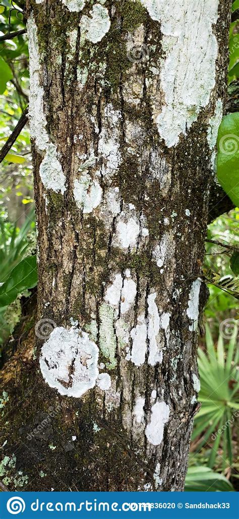 Tree Bark With White Fungus Stock Photo Image Of Listed Shaded