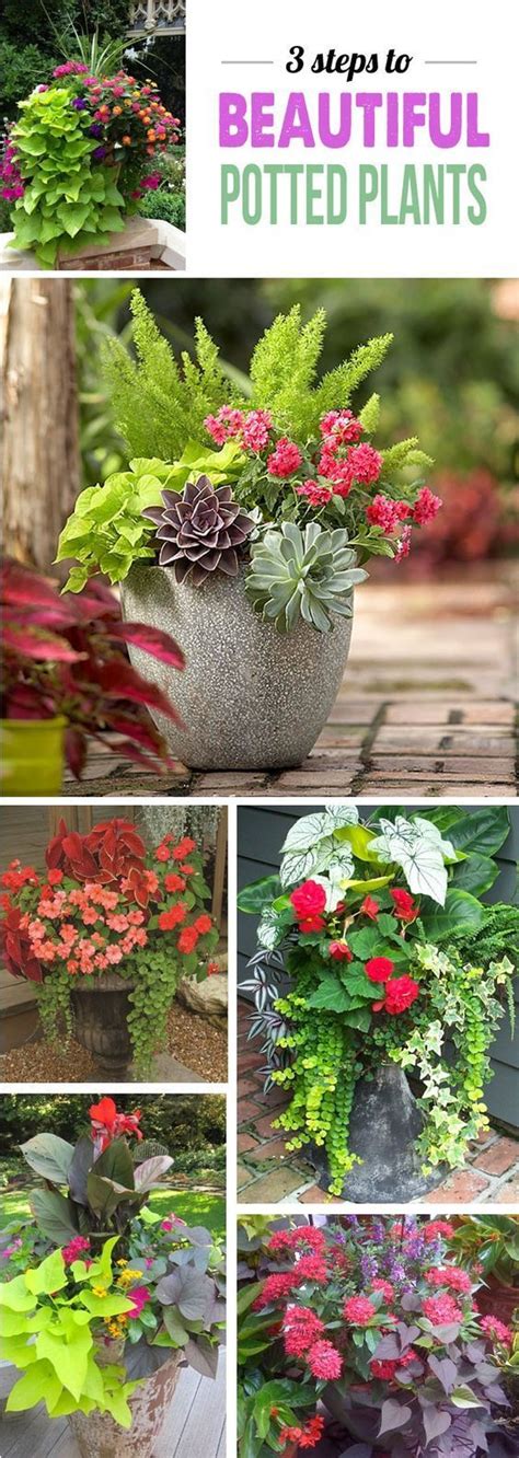 Different Types Of Potted Plants With The Words 3 Steps To Beautiful
