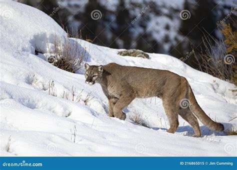 Un Cougar Ou Lion De Montagne Puma Concolor Marche Sur Le Sommet De La