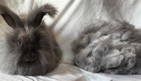 A Beginners Guide To Selling Angora Rabbit Fiber Hobby Farms