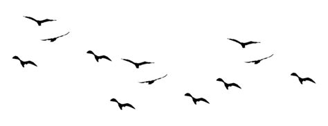 Flying Bird PNG Transparent Images - PNG All