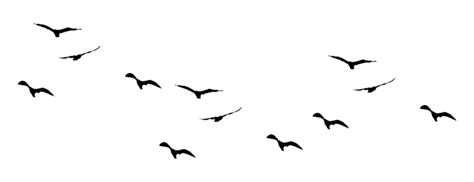 Flying Bird Png Bild Png All