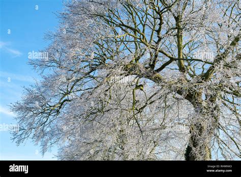 Fagus Sylvatica Winter Hi Res Stock Photography And Images Alamy