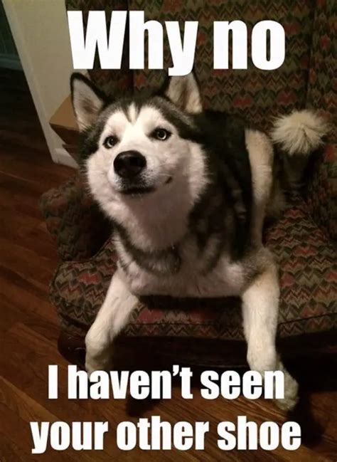 35 Best Siberian Husky Memes Of All Time The Paws