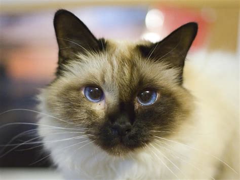 However, the shortness of their legs do not seem to interfere with their running and leaping. Munchkin - Information, Health, Pictures & Training Pet Paw