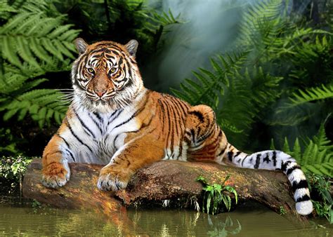 Jungle Tiger 1 Digital Art By Glenn Holbrook Pixels