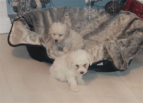 Browse maltipoo puppies for sale from 5 star breeders with uptown puppies. Maltipoo Puppies For Sale | Cincinnati, OH #177724