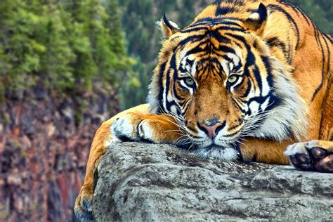 43 Free Live Tiger Wallpaper Wallpapersafari