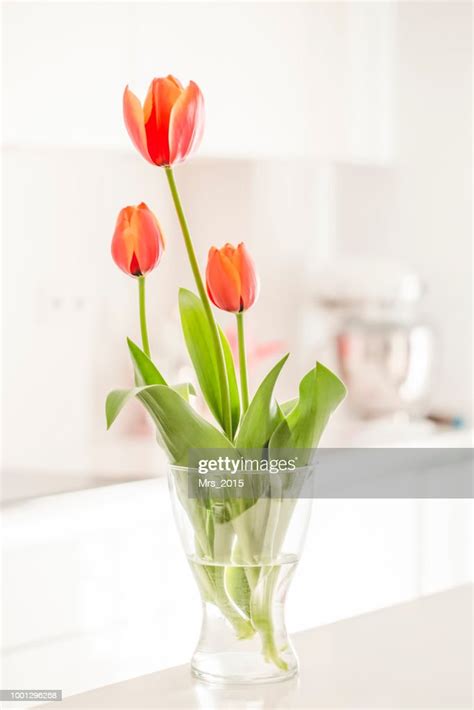 Vase Filled With Tulips In A Kitchen High Res Stock Photo Getty Images