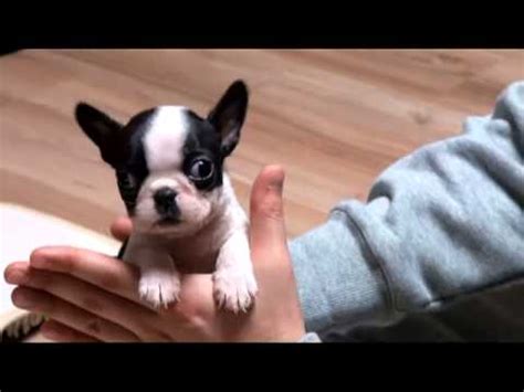 Miniature bulldog puppies for sale in north carolina. Perfect Paisely mini French Bulldog for sale Celebrity ...