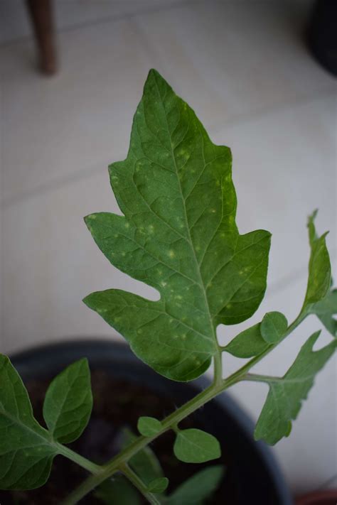 Tomatoes Bright Spots On Tomato Leaves Illness Or Just To Much