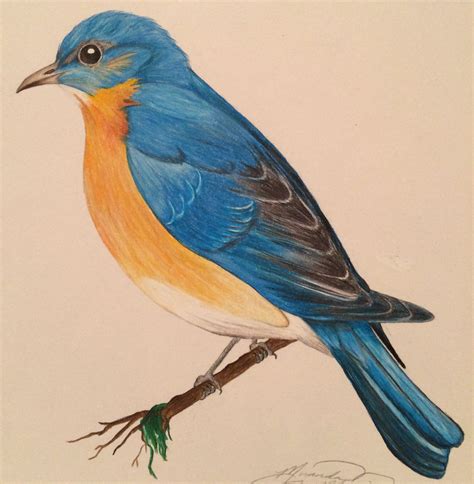 Bird Colored Pencil Drawing Np