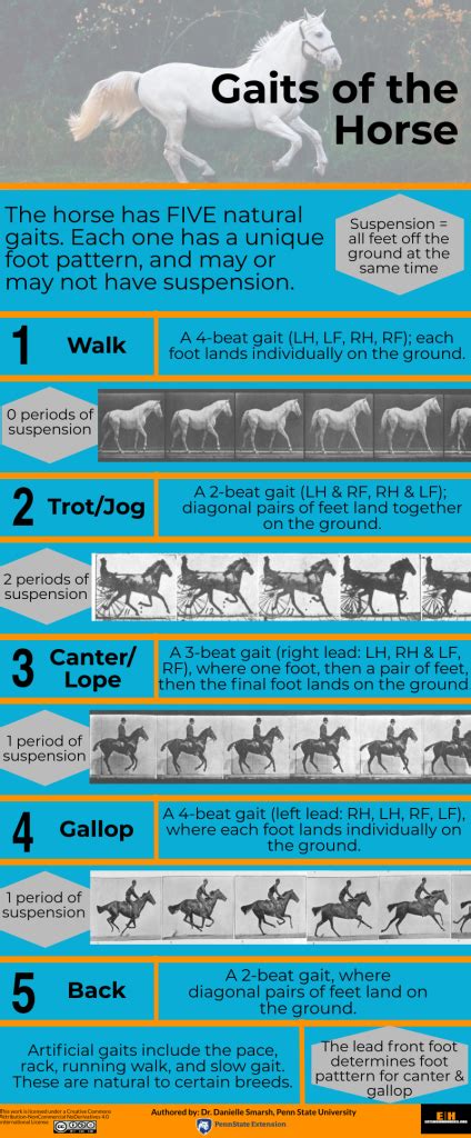 Gaits Of The Horse Extension Horses