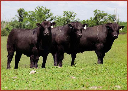 Chicago bulls news, scores and highlights from the chicago tribune. Bulls - Circle A Ranch - Angus Cattle - Iberia, Missouri