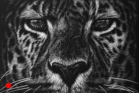 Richard Symonds Artist Black And White Wildlife Drawings Wildlife