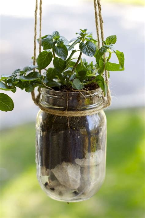 Hang Jar Plants In 2020 Mason Jar Garden Hanging Herbs Mason Jar Herbs
