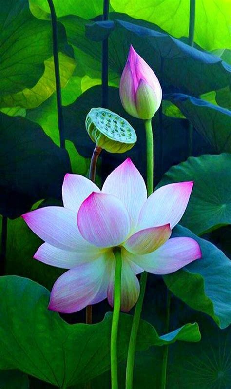 Two Pink Lotus Flowers In The Middle Of Green Leaves
